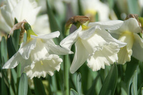 Narcisse, Jonquille 'Mount Hood'