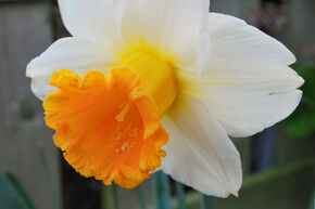 Narcisse, Jonquille 'Orange Sunset'