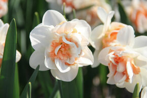 Narcisse 'Pink Paradise'