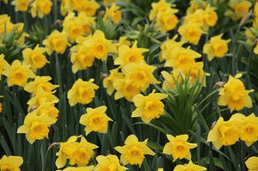 Narcisse, Jonquille 'Rijnvelds Early Sensation'