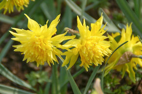 Narcisse � fleurs doubles 'Rip van Winkle'