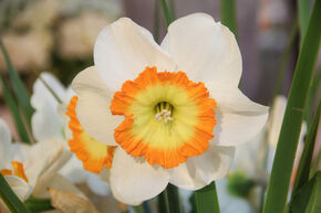 Narcisse � grande couronne 'Roulette'
