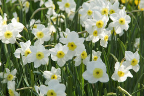 Narcisse � petite couronne 'Segovia'
