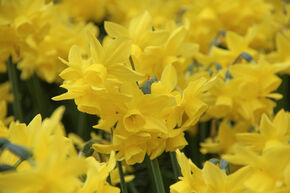 Narcisse 'Sunlight Sensation'