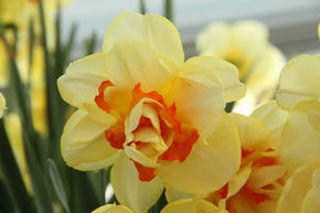 Narcisse � fleurs doubles 'Tahiti'