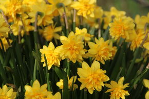 Narcisse 'T�te Deluxe'