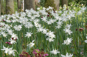 Narcisse � larme d'ange 'Thalia'