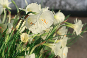 Trompette de M�duse 'Arctic Bells'