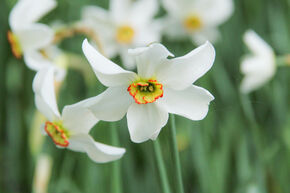 Narcisse blanc (narcisse des po�tes)
