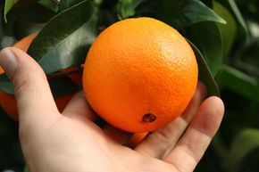 Orange navel 'Navelina'