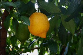 Citron vert napolitain 'Neapolitanum'