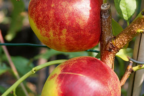Nectarine � chair jaune 'Early Sungrand'