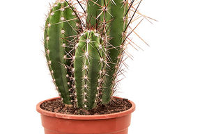 Cactus de batte de baseball