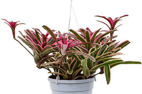 N�oregelia 'Fireball Donger'