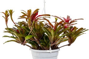 N�oregelia (Nidularium) 'Fireball'