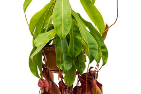 Plante Carnivore