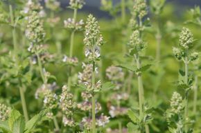 Herbe � chat 'Citriodora'