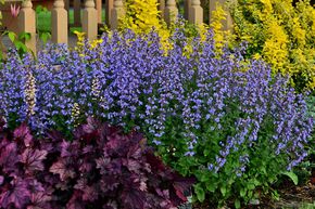 Chataire, Nepeta 'Purrsian Blue'