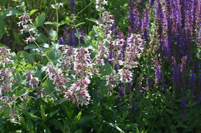 Herbe � chats g�ante 'Dawn to Dusk'