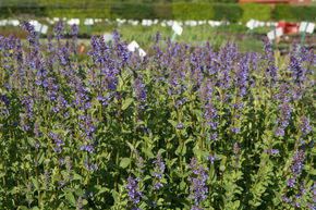 Herbe � chats g�ante 'Zinser's Giant'