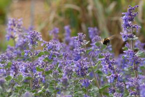 Chataire - Herbe aux Chats 'Superba'