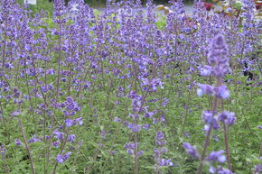 Chataire, Nepeta 'Walker's Low'