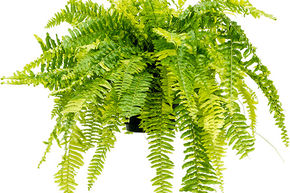 Foug�re de Boston 'Tiger Fern'