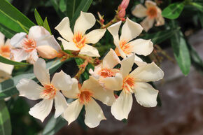 Laurier-rose 'Angiolo Pucci'