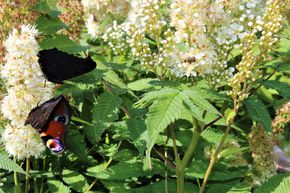 Fausse spir�e � feuilles de sorbier 'Sem�'