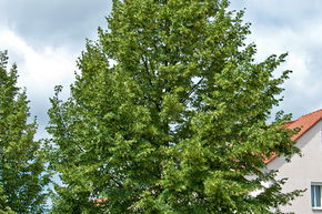 Tilleul � petites feuilles 'Greenspire' - haute tige