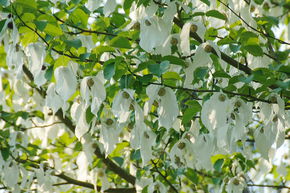 Arbre aux mouchoirs - haute tige