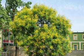 Savonnier 'Coral Sun'