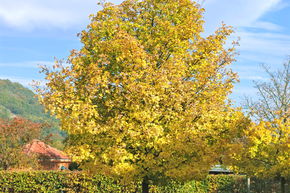 �rable champ�tre 'Elsrijk' - haute tige