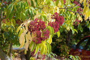 Arbre � miel - haute tige