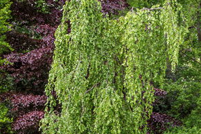 H�tre pleureur 'Pendula' - haute tige