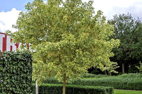 �rable � feuille de fr�ne 'Variegatum' - haute tige