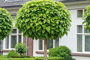 Catalpa 'Nana' - Grand arbuste