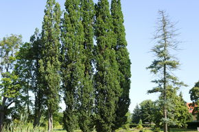 Ch�ne colonnaire 'Fastigiata Koster' - haute tige