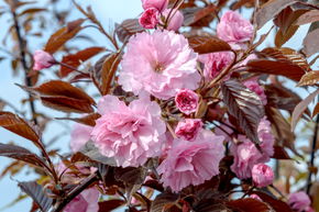 Giroflier du Japon 'Royal Burgundy' - haute tige