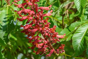 Pavier � fleurs rouges nain 'Atrosanguinea' - haute tige