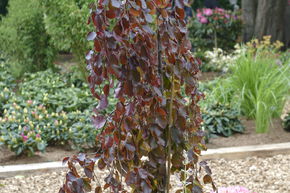 H�tre pleureur 'Purple Fountain' - haute tige