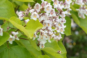 Catalpa 'Aurea' - haute tige