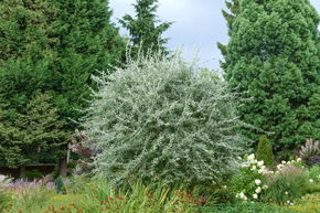 Poirier � feuille de saule 'Pendula' - haute tige
