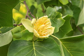 Tulipier de Virginie - haute tige