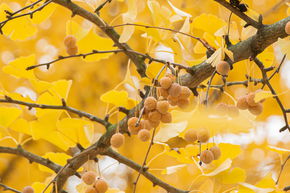 Ginkgo, arbre � ginkgo, arbre � cheveux de jeune fille, arbre � feuilles d'�ventail