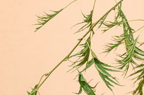 Aulne imp�rial, aulne noir � feuilles fendues 'Imperialis' - haute tige