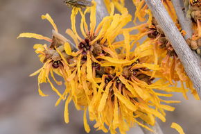 Hamam�lis � fleurs orange 'Orange Peel'