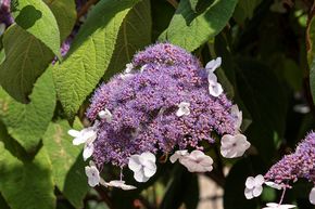 Hortensia, hortensia velout� - plante XXL