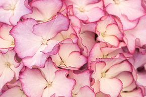 Hortensia, Hortensia boule bicolore 'Adula'