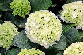 Hortensia, Hortensia boule 'Bright White�' blanc